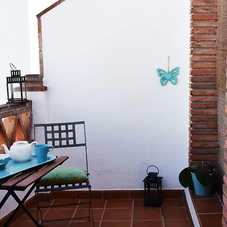 Olivo 15h *